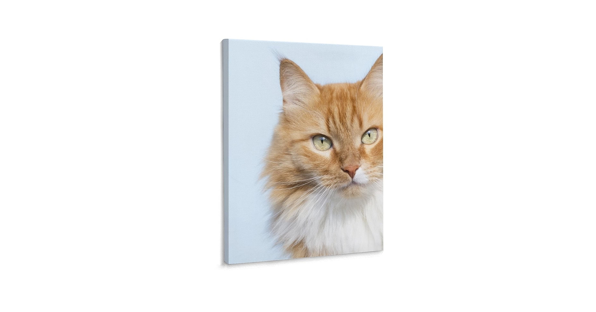 【原画販売】ノルウェージャンフォレストキャットの水彩画 原画販売】ノルウェージャンフォレストキャットの水彩画 国内